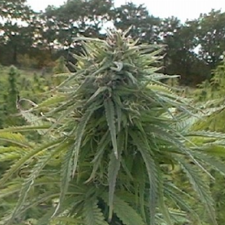 Graines de Critical Jack Herer Auto en Gros