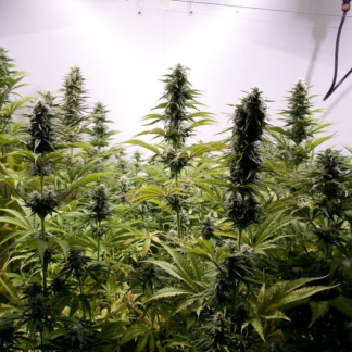 Graines de Critical Jack Herer en Gros