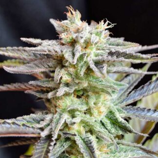 Critical Mass X Black Domina