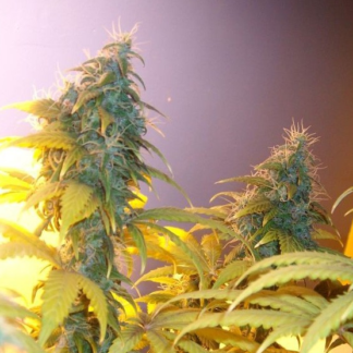 Graines de Diesel autofloraison en gros