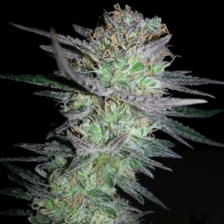 Graines de Girl Scout Cookies en gros
