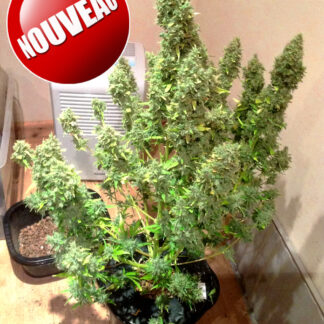 Graines de Gorilla Glue Auto en gros