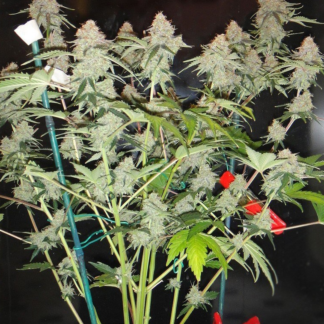 Graines de Northern Lights autofloraison en gros