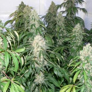 Graines de Northern Light en gros