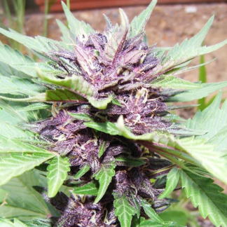 Graines de Purple Haze Auto en gros