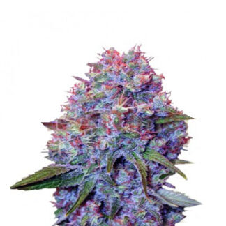 Purple Punch en Gros