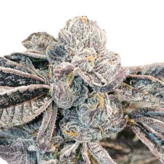 Runtz en gros THC 29%