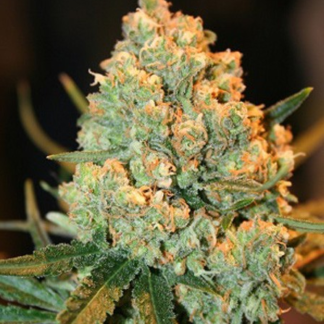 Graines de Super Silver Haze en gros