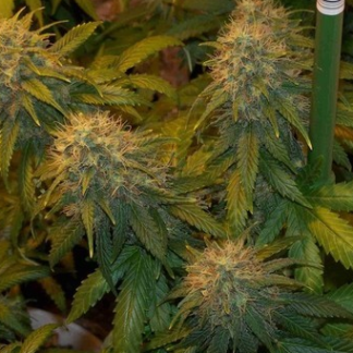 Graines de Superskunk