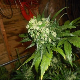Graines de Superskunk auto en gros