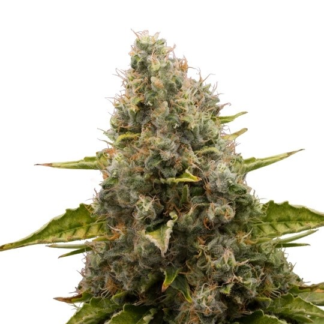 Graines de White Widow en gros