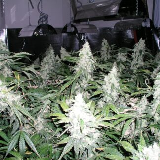 Graines de White Widow Auto en gros