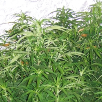 Graines de White Rhino en Gros
