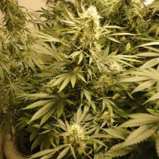 Graines de AK47 en gros