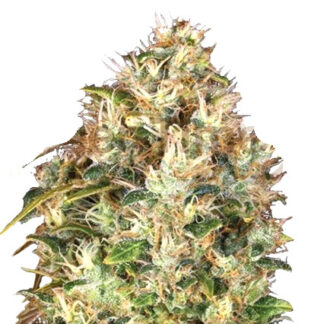 Bubba Kush en gros