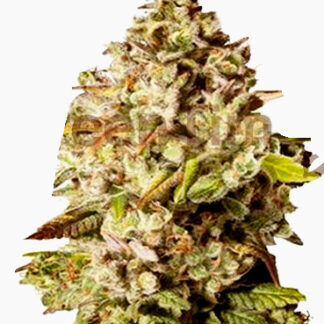 Cookies Auto en gros