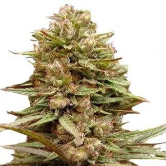Critical Bilbo
