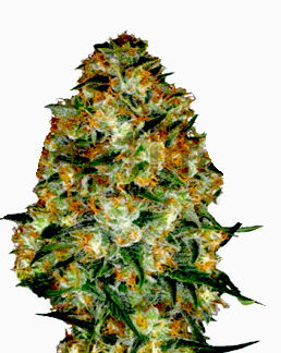 Gelato en gros