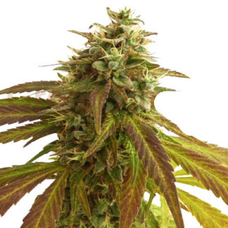 Magnum Auto