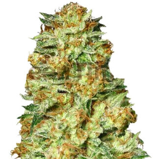 Graines de Nicole Kush en Gros