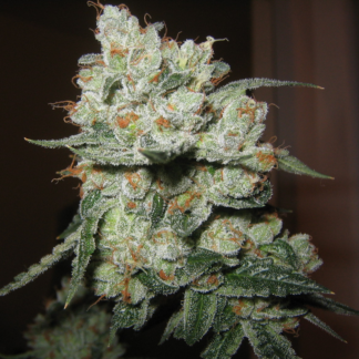 Graines de Og Kush en gros