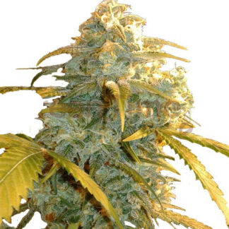Mobydick Auto en gros