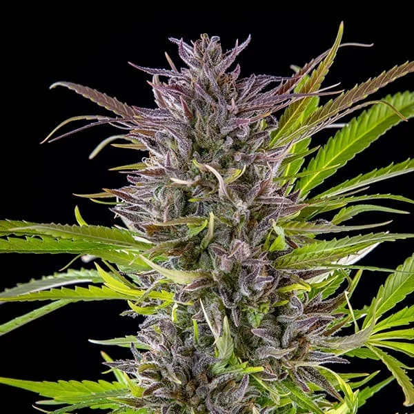 GREEN GELATO