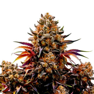 Hawaii Maui Sativa