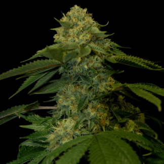 holy-grail-kush