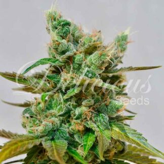 10 GRAINES FEM - HONEY BELLS (CBD FAMILY)