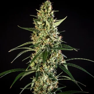 HULKBERRY AUTO