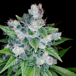 kandy-kush-dna
