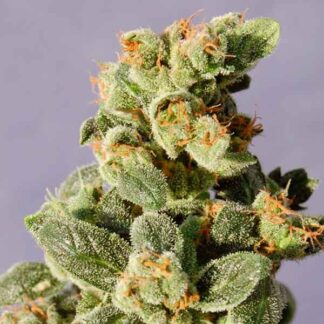 GNOMO AUTO