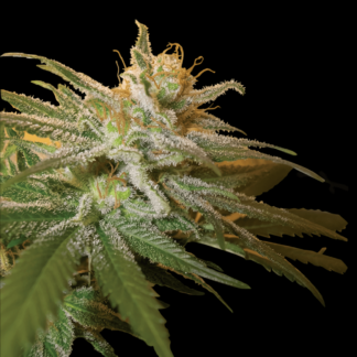 kushberry-dna
