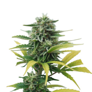 Lemon Skunk