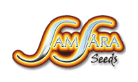 samsara-seeds
