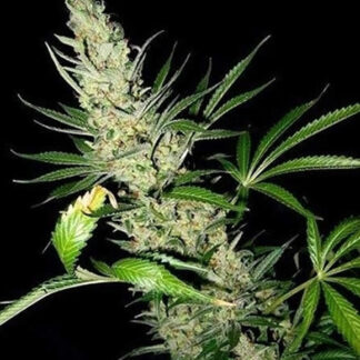 MASTER KUSH X AFGHAN HAZE