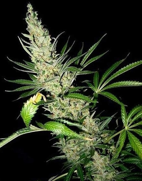 MASTER KUSH X AFGHAN HAZE
