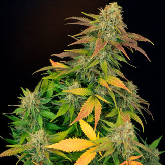 15 GRAINES REG - MASTER KUSH X SKUNK