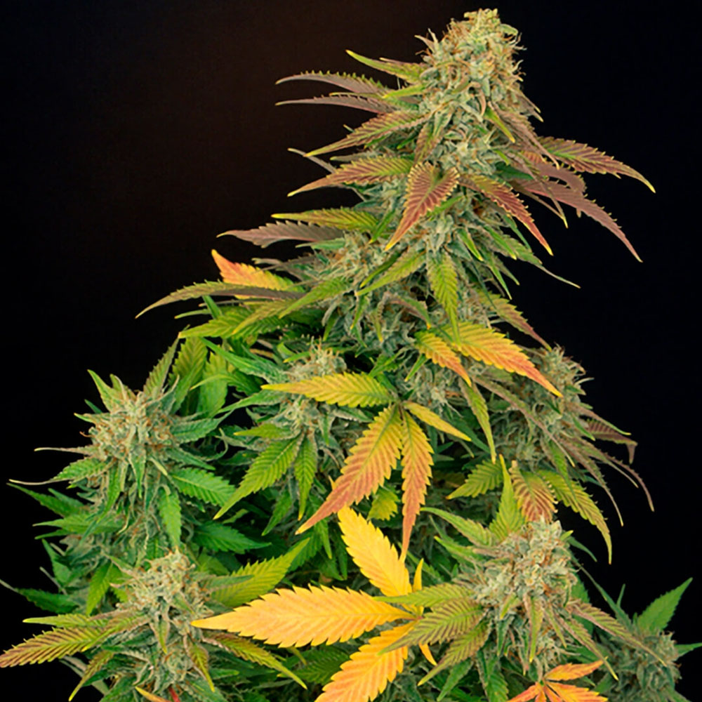 15 GRAINES REG - MASTER KUSH X SKUNK