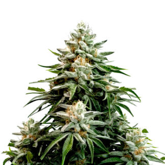 Masterkush