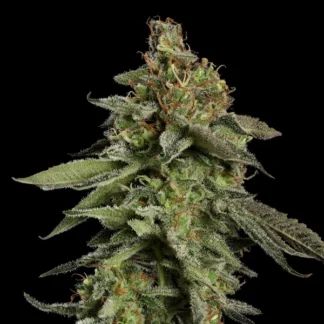 MEDICAL MASS