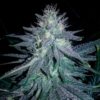 MEDICINE MAN