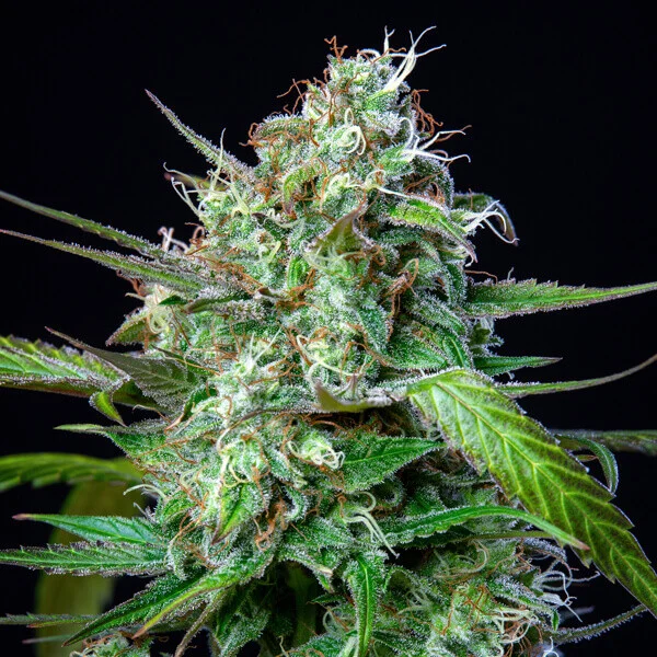 MIMOSA AUTO