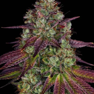 MIMOSA EVO