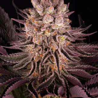 mimosa-x-orange-punch