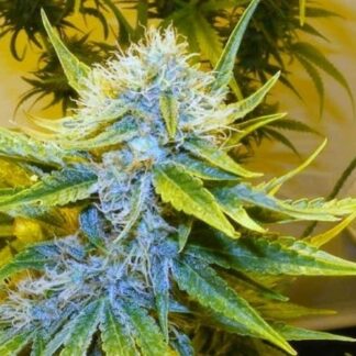 G13 X HAZE
