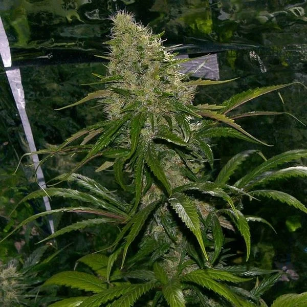 CRITICAL MASS