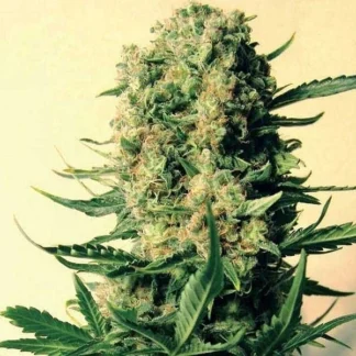 CRITICAL SKUNK