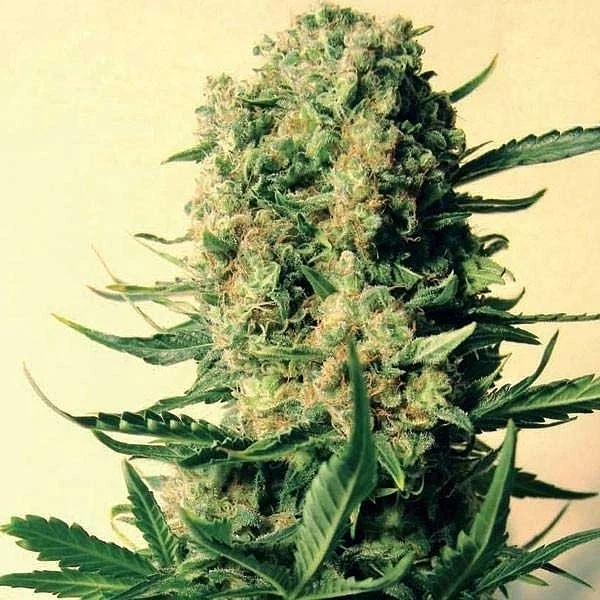 CRITICAL SKUNK